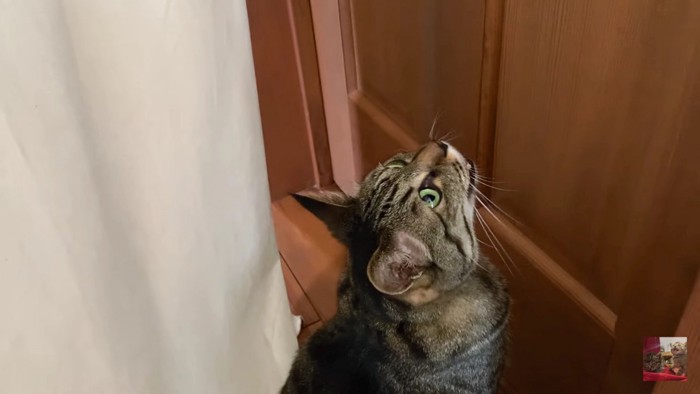 扉の前で鳴く猫