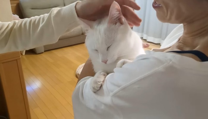 撫でられている白猫