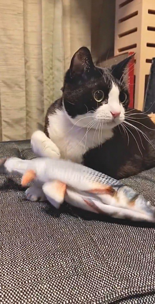 魚のおもちゃをセット