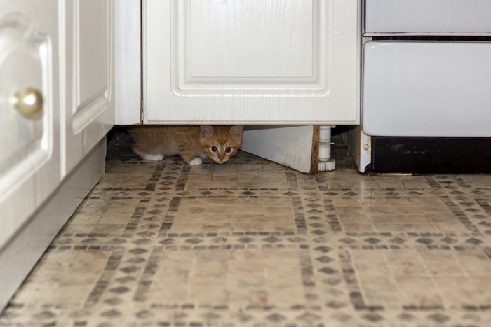 ドアの下からのぞく猫
