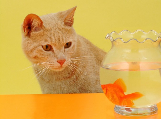 金魚鉢の金魚を見つめる猫