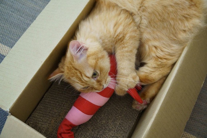 箱の中でけりぐるみで遊ぶ猫