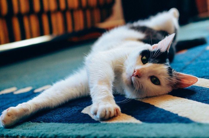 絨毯で爪を研ぐ猫