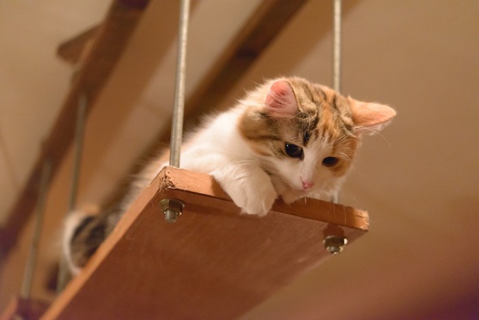 棚の上から下を見る猫