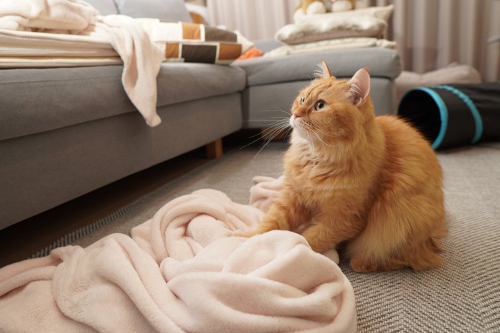 毛布でふみふみする猫