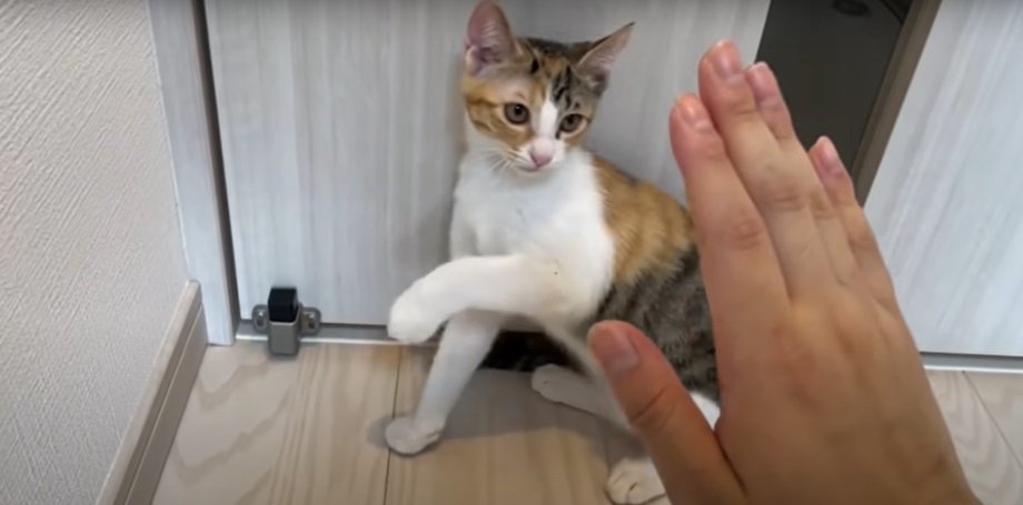 手を挙げる猫
