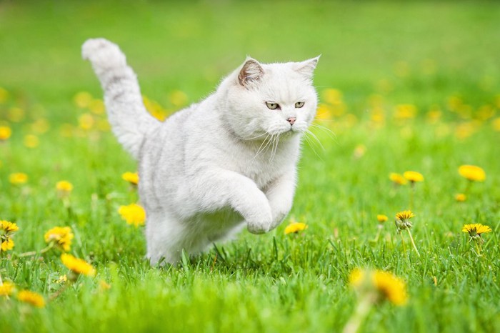 草むらを走る猫