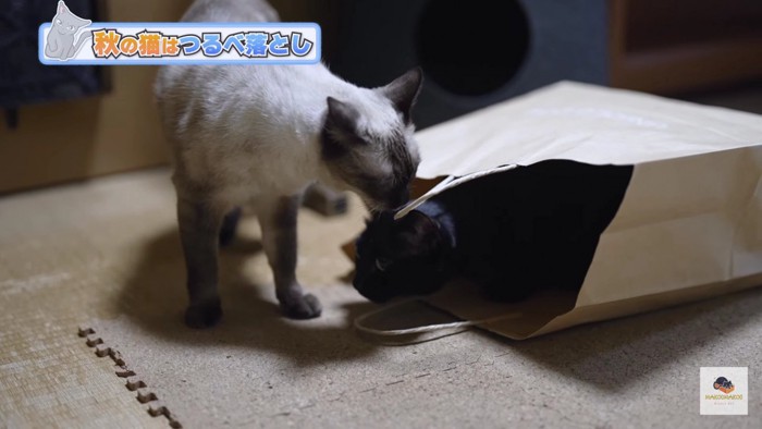 紙袋と黒猫とシャム猫