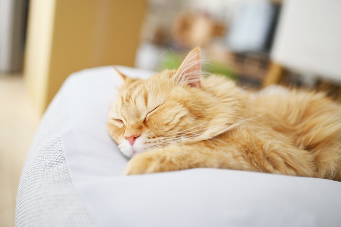 ビーズクッションの上で寝る猫