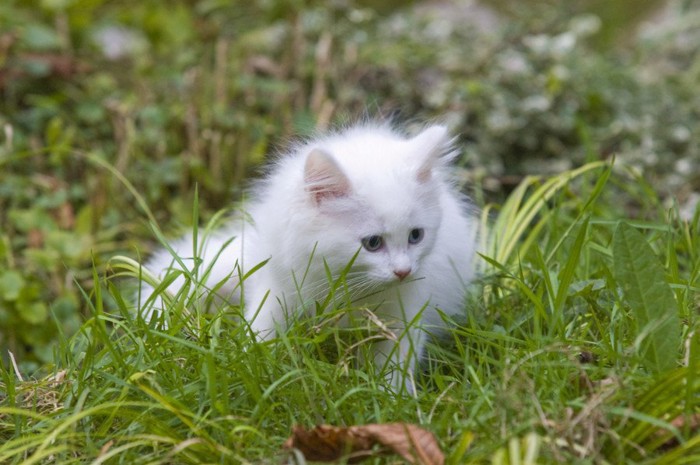 草むらに居る白いノルウェージャンをレストキャットの子猫