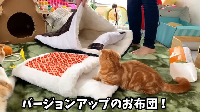 2つの猫用布団と猫