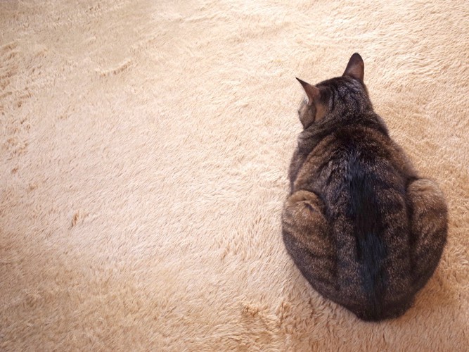 絨毯の上の猫の後ろ姿