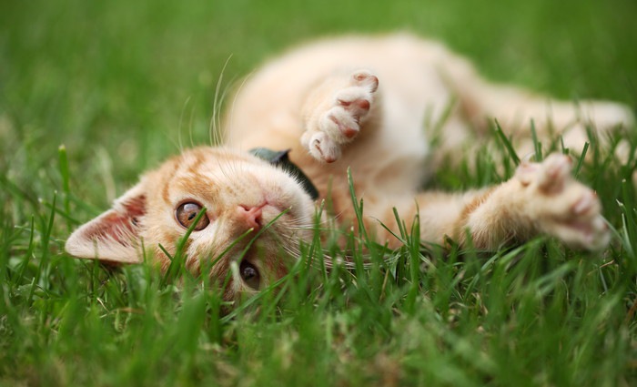 芝生の上で横たわっている猫