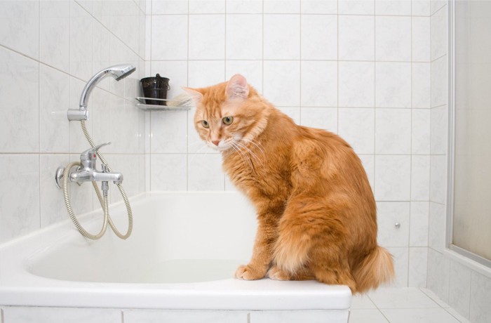 浴槽の縁に座る猫