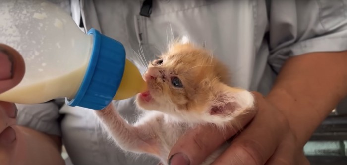 ミルクを飲む子猫の横顔