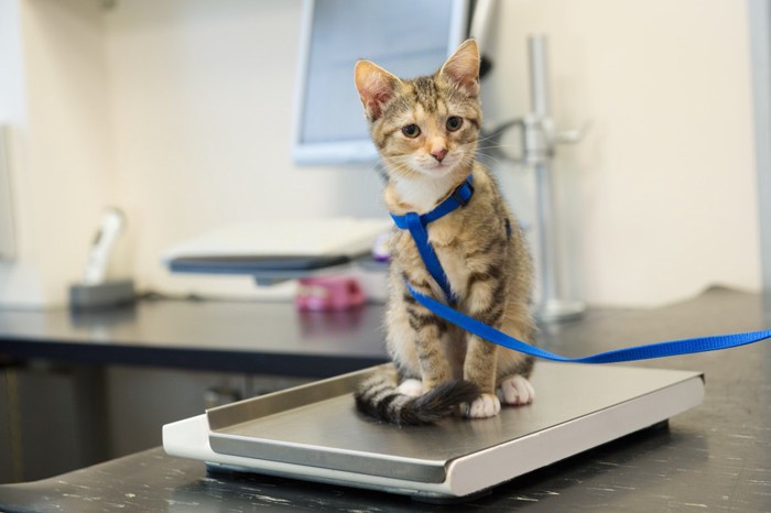 病院で体重計に乗る猫