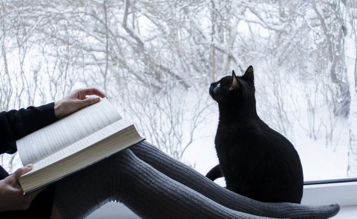 飼い主のそばで窓から雪景色を眺める猫
