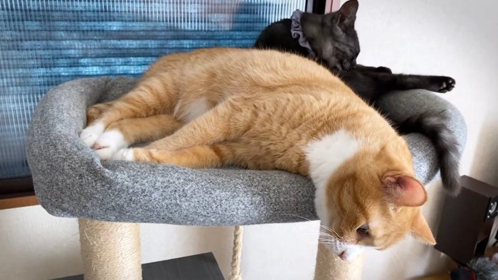 見晴らし台で寝そべる2匹の猫