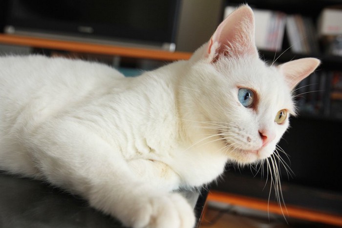 テーブルの上でくつろぐ白猫
