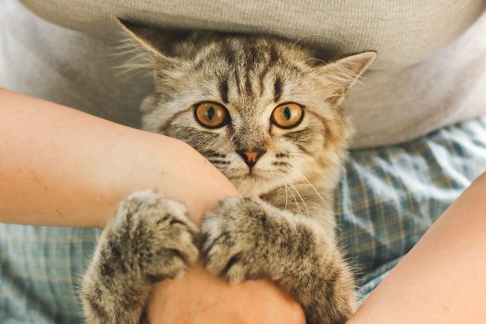 人の手に抱きつく猫