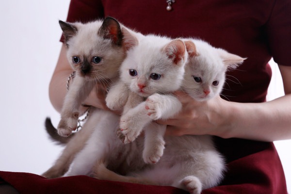 抱えられる3匹の猫