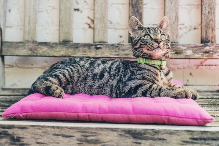 ピンクのクッションの上で休む猫