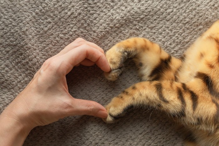 猫の手とつくるハート
