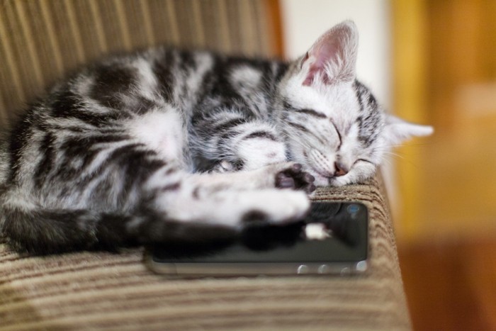 スマートフォンの上で寝る猫