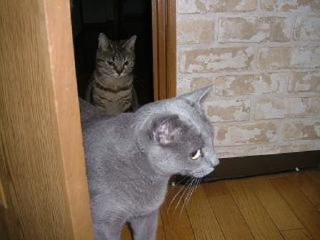 ドアに入る2匹の猫
