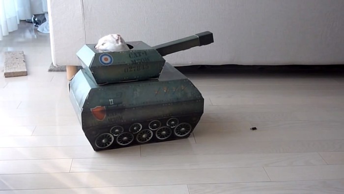 おもちゃの戦車から顔を出して後方を見る猫