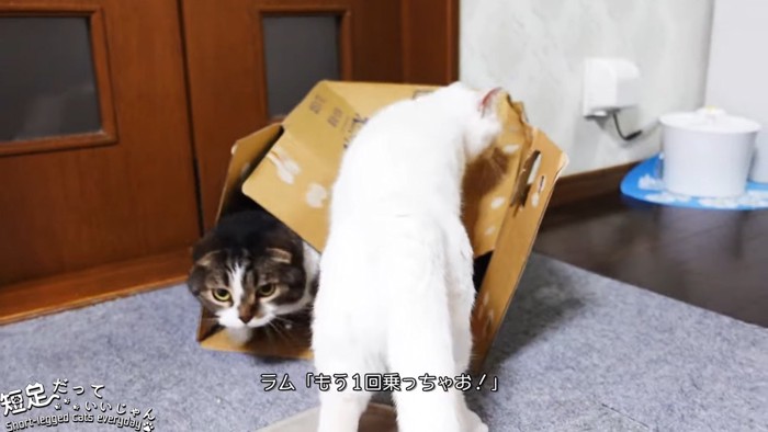 箱をつぶす白猫