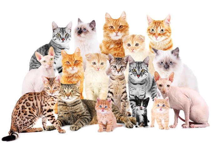 さまざまな猫種の集合