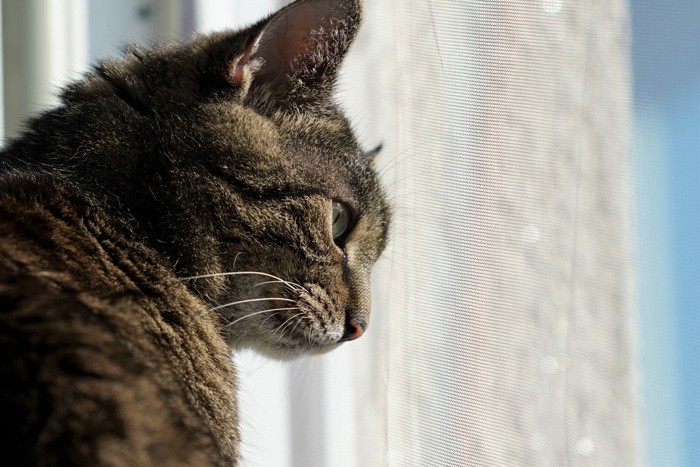 窓辺の猫