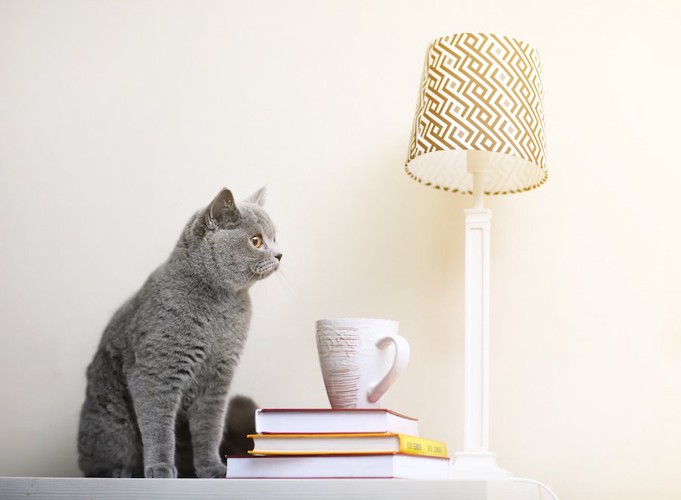 照明と本とグレーの子猫
