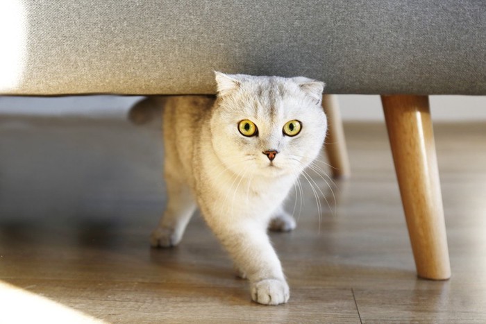椅子の下で歩く猫