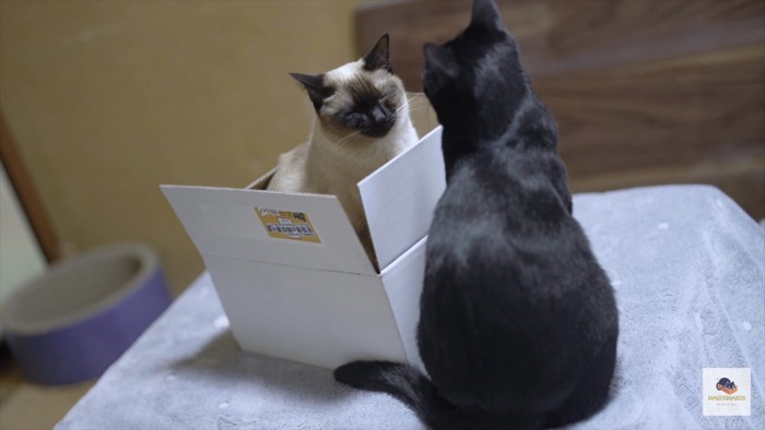 箱の中のシャム猫と外の黒猫