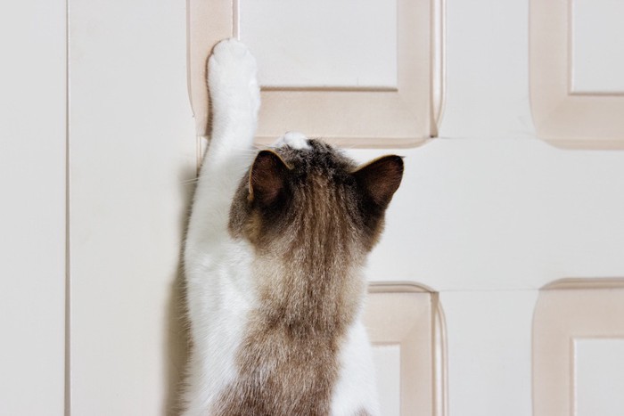 扉を開けようと手を伸ばす猫