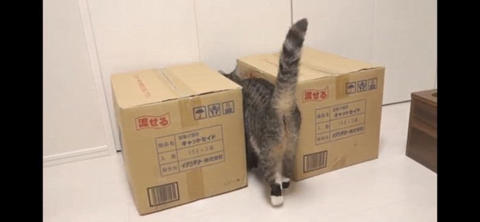 箱の隙間に入る猫