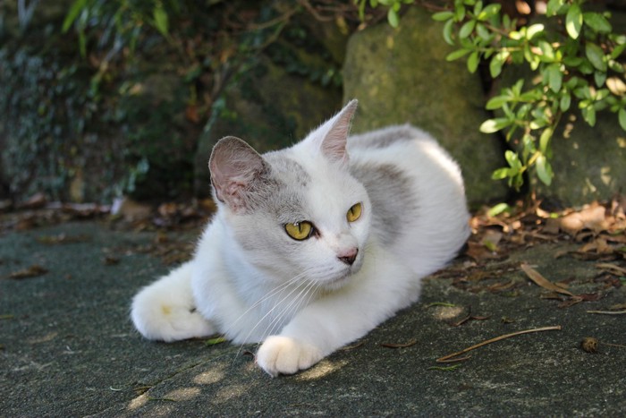 白ベースのグレートビの猫