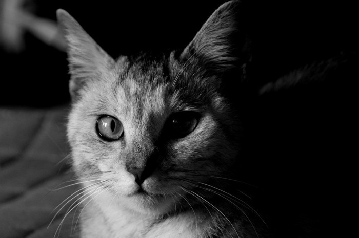 モノクロ写真の猫
