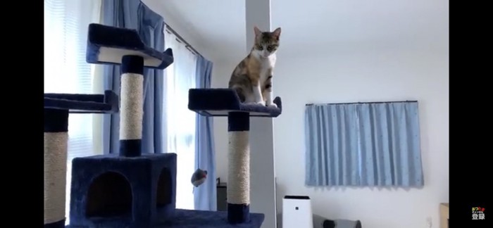 キャットタワーでお座りする猫