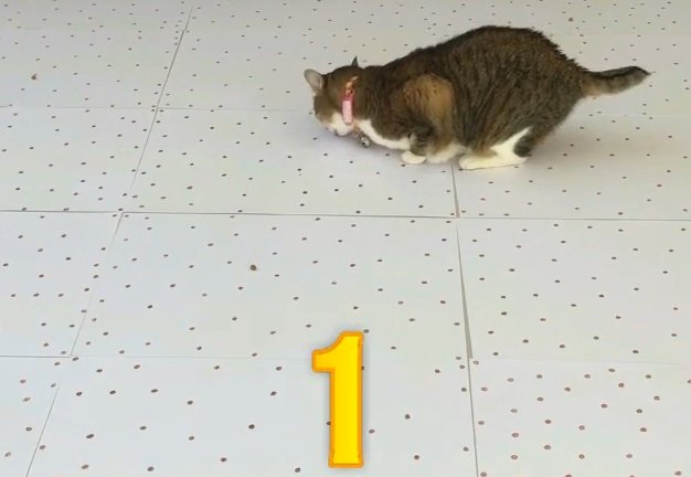 猫と番号1