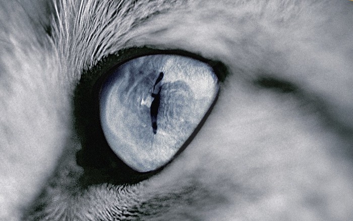猫の瞳モノクロ