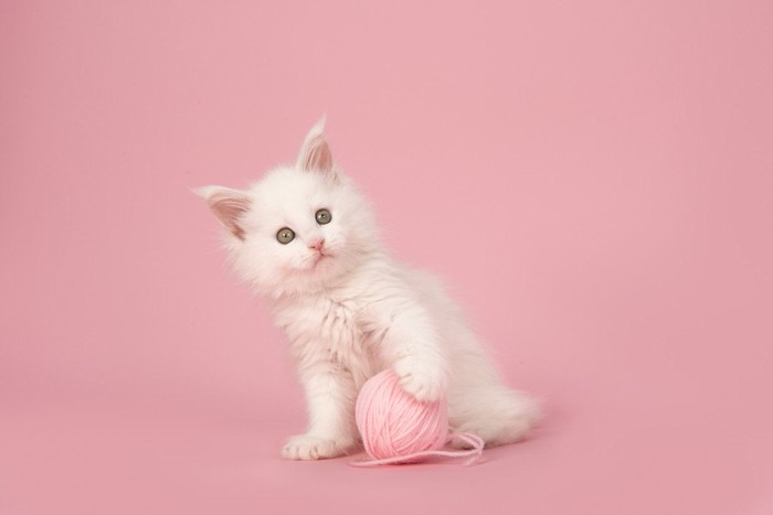 ピンク毛糸猫