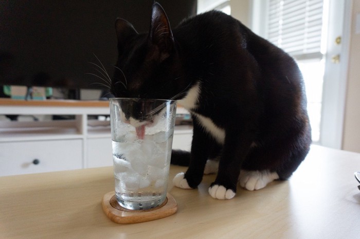 グラスの氷水を舐める猫