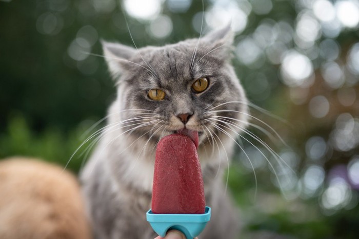 アイスをなめる灰色の猫