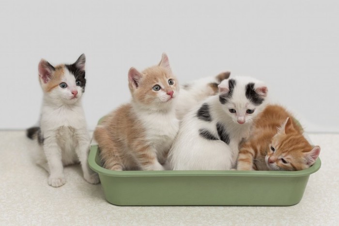 トイレに入る5匹の子猫