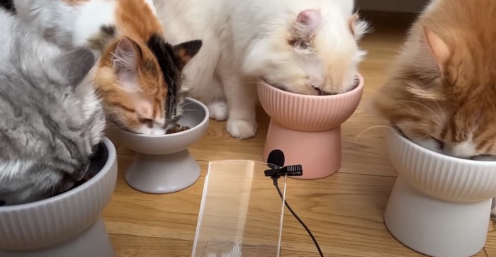 食事をする4匹の猫