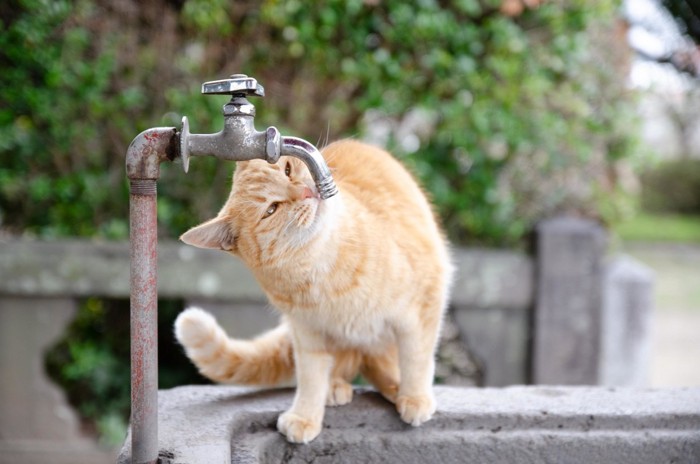水道水のにおいを嗅ぐ猫