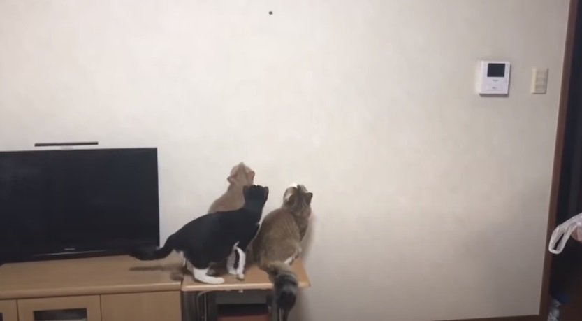 壁のカメムシを見つめる3匹の猫